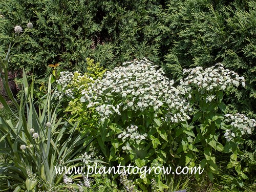 Blunt Mountain Mint (Pycnanthemum muticum)
(Aug 3)